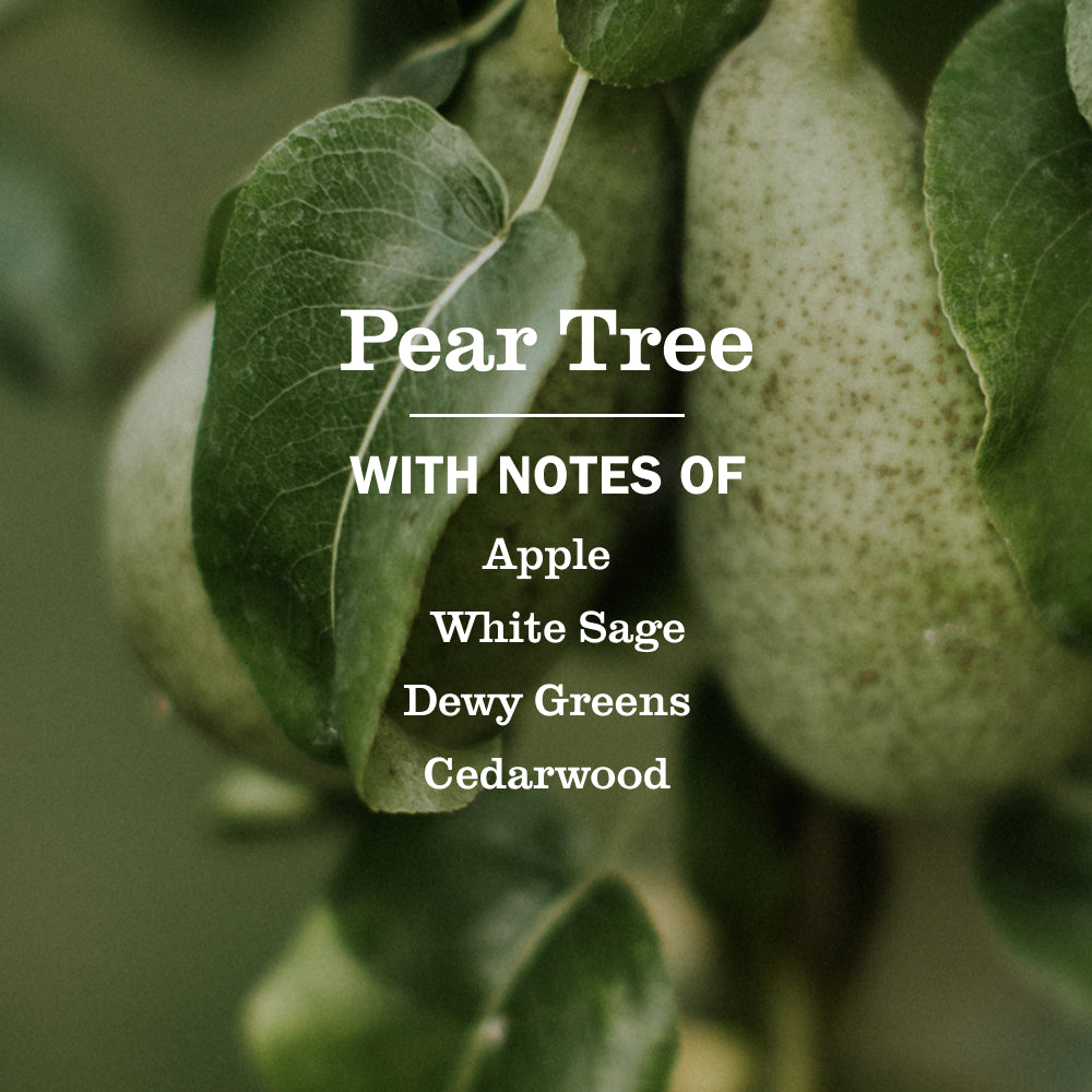 Pear Tree Dish Soap - Image 4