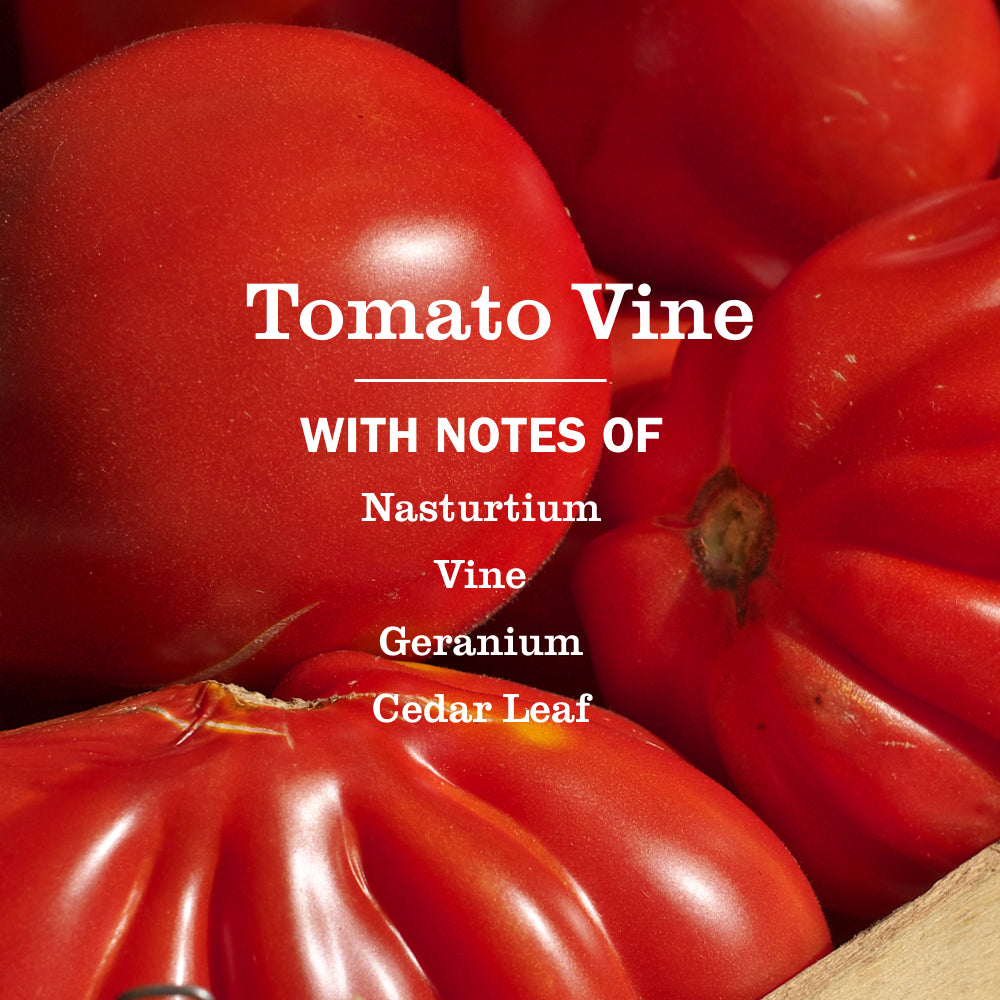 Tomato Vine Room Freshener - Image 4